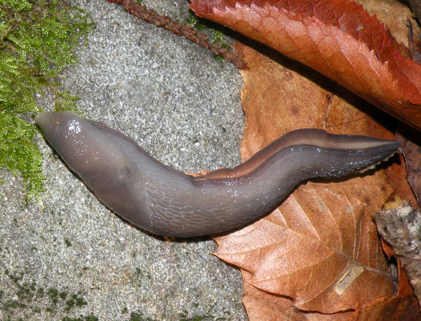 Notte di luna piena nel bosco: i Limax da Ligonchio